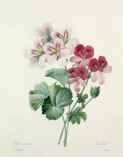 Geranium Variety (Crane